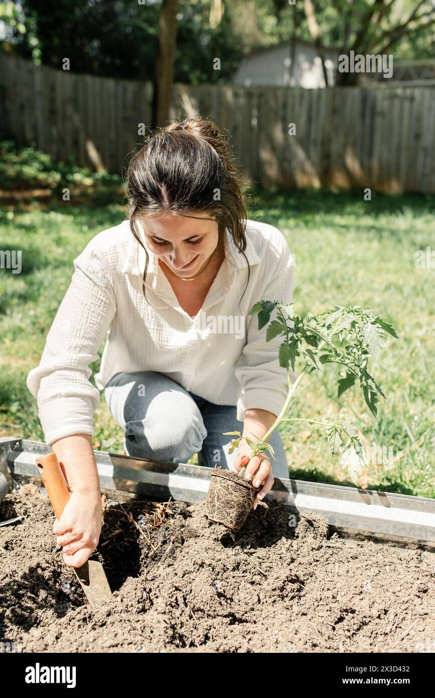 Smiling woman planting tomato plant in a sunny garden bed Stock Photo ...