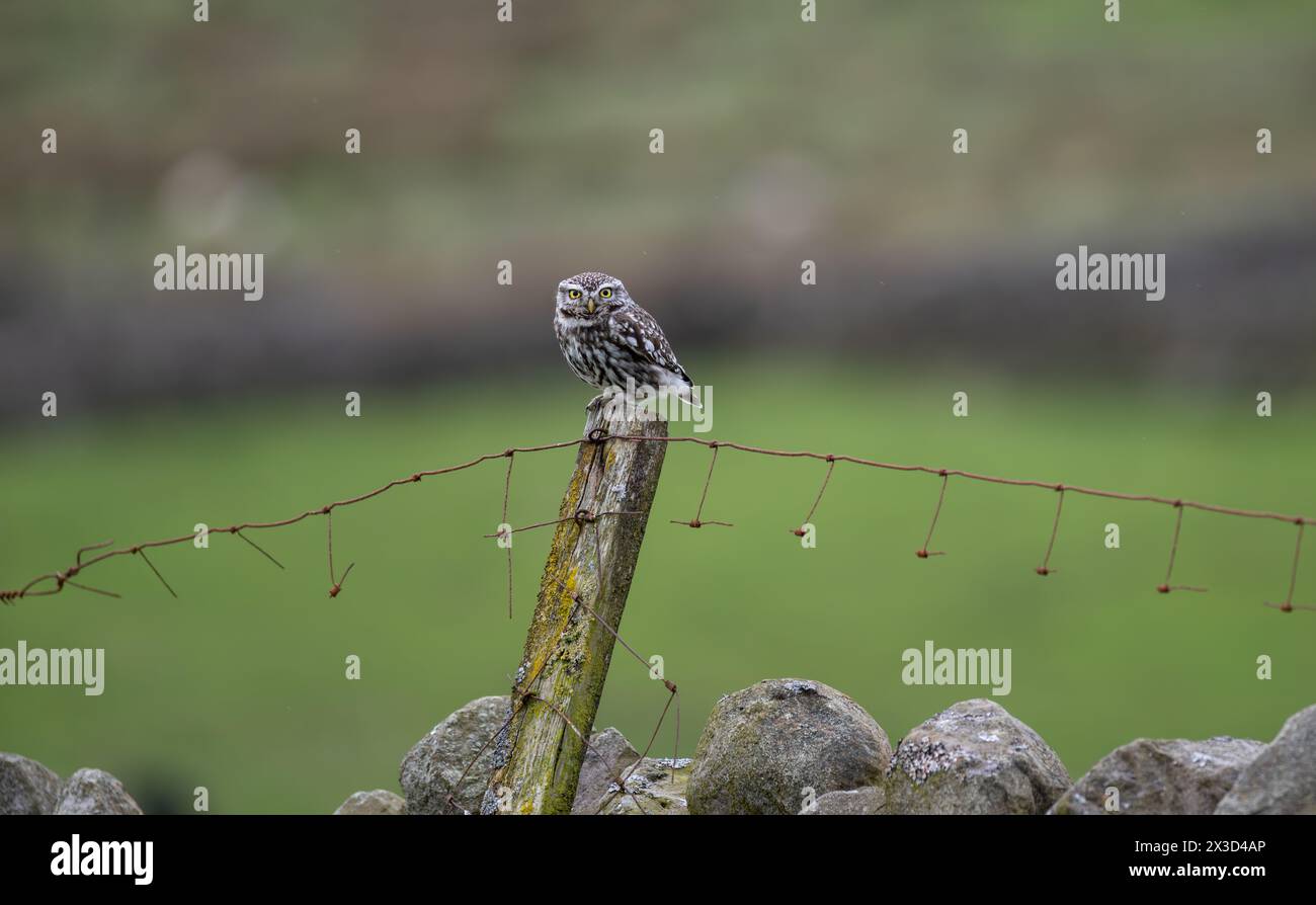 Little Owl (Athene noctua) perched on an old fence post whilst hunting, Wensleydale, North Yorkshire, UK. Stock Photo