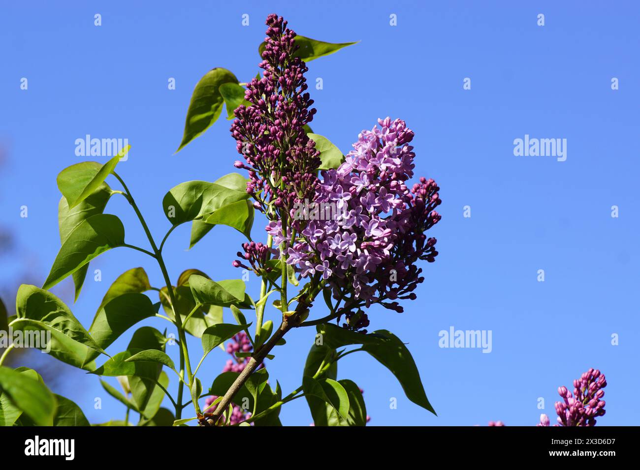 Flowers of lilac or common lilac (Syringa vulgaris), olive family (Oleaceae) in a Dutch garden in the spring. Blue sky. Stock Photo