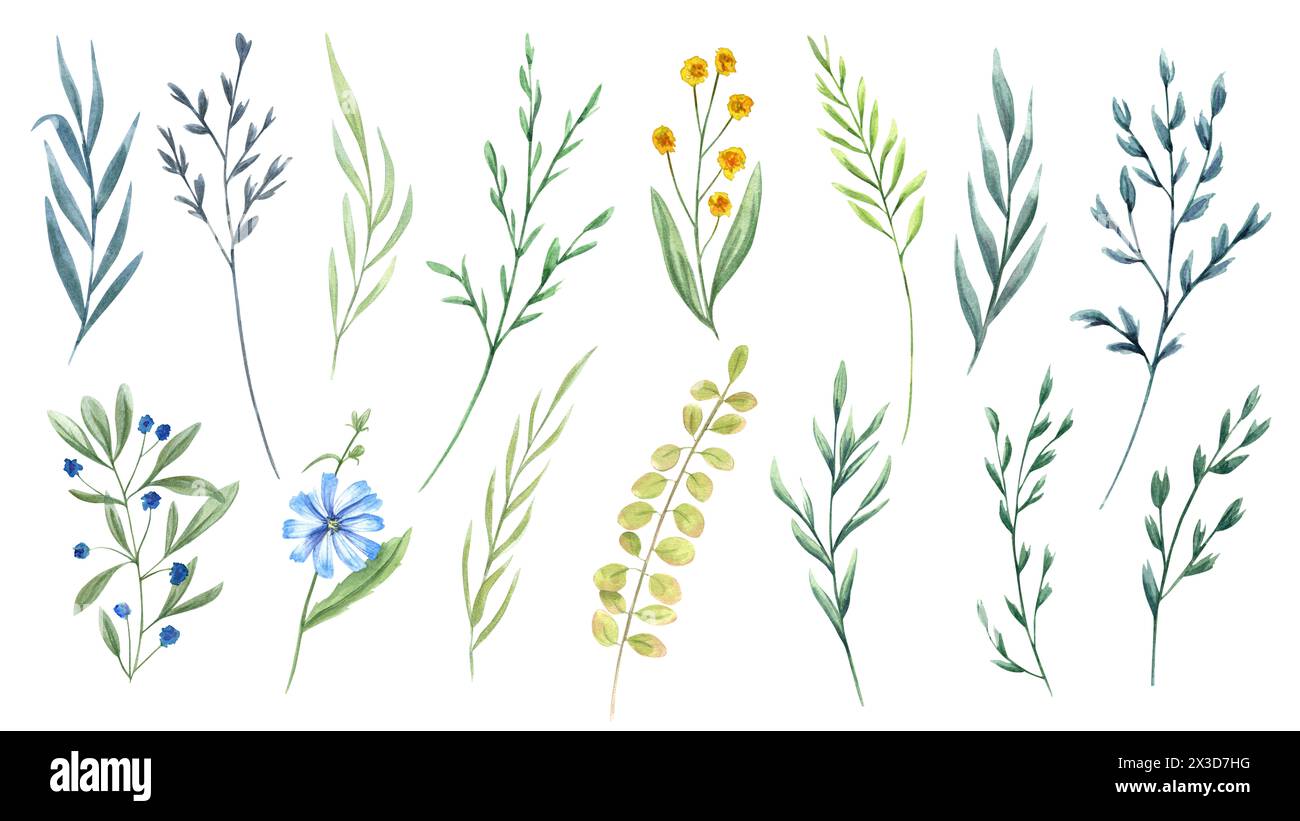 Wildflowers and herbs. Set of meadow, field plants. Delicate flowers and spikelet. Floral clip art sprigs. Watercolor botanical illustration Stock Photo