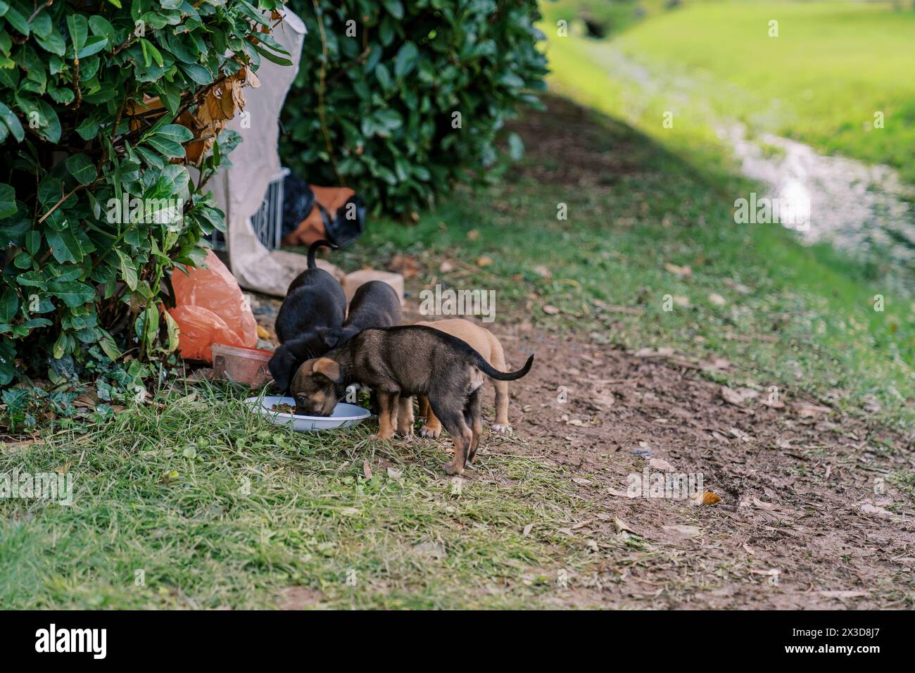 Little puppies eat food from a bowl in the garden Stock Photo - Alamy