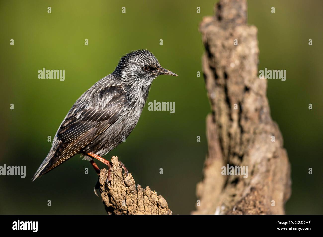 spotless starling (Sturnus unicolor), in eclipse plumage, sitting on a tree stump, Spain, Andalusia, Adamuz Stock Photo