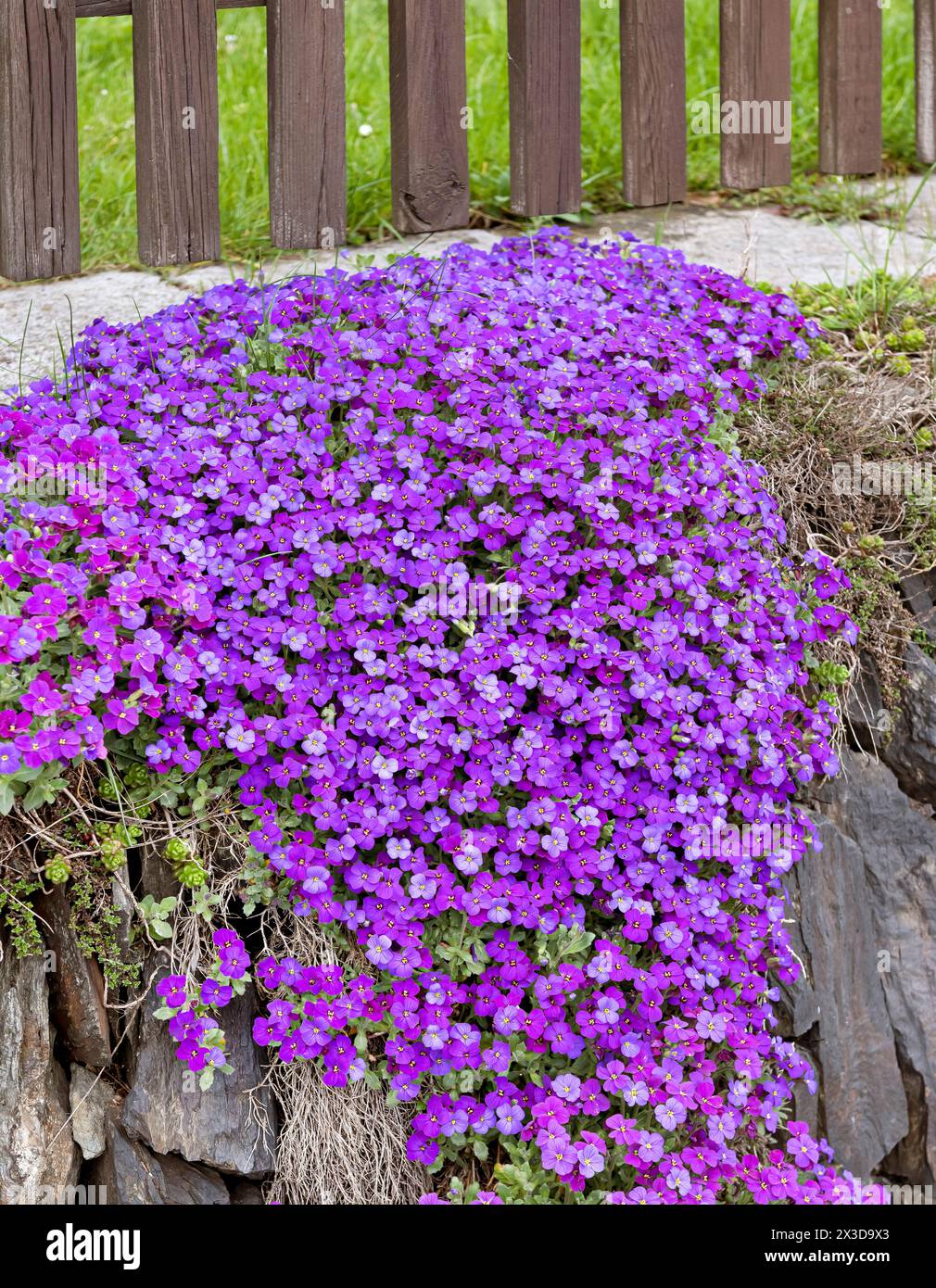 purple rock cress (Aubrieta 'Blue Emperor', Aubrieta Blue Emperor), blooming, cultivar Blue Emperor, Europe, Bundesrepublik Deutschland Stock Photo