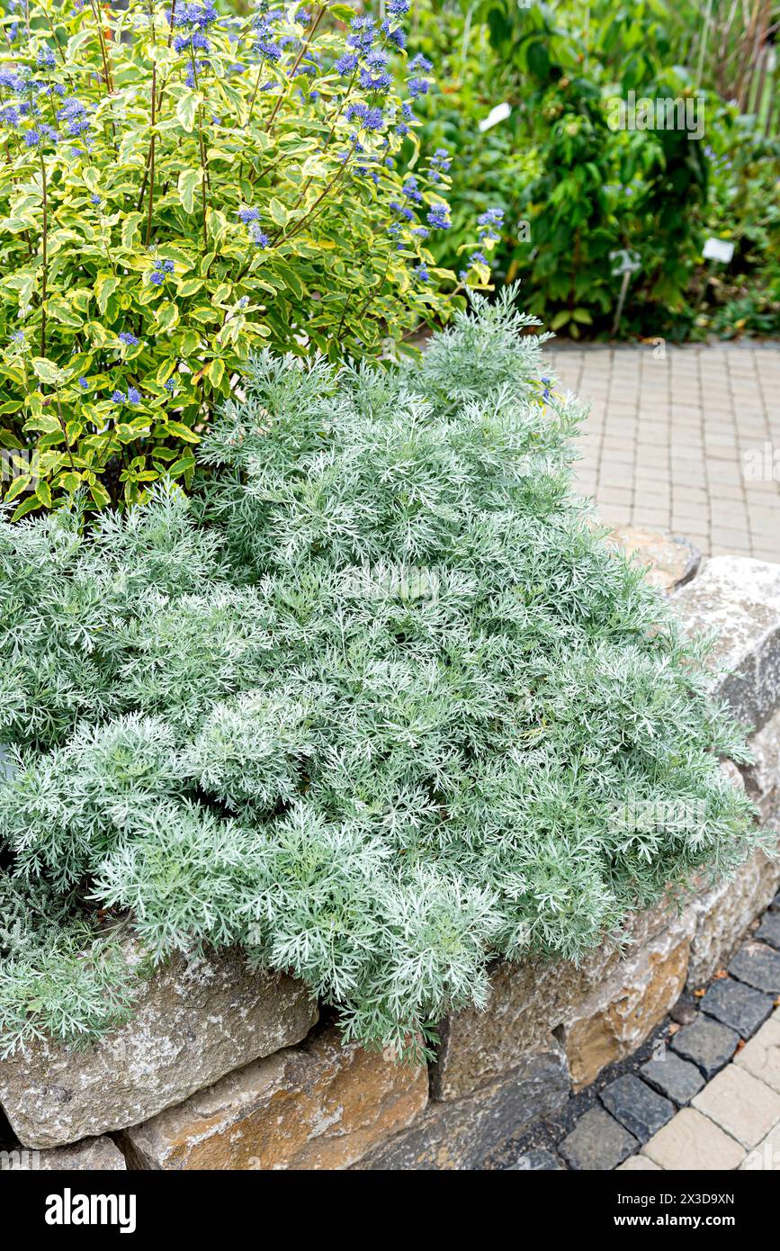 tree wormwood (Artemisia arborescens 'Powis Castle', Artemisia arborescens Powis Castle), cultivar Powis Castle in a garden Stock Photo