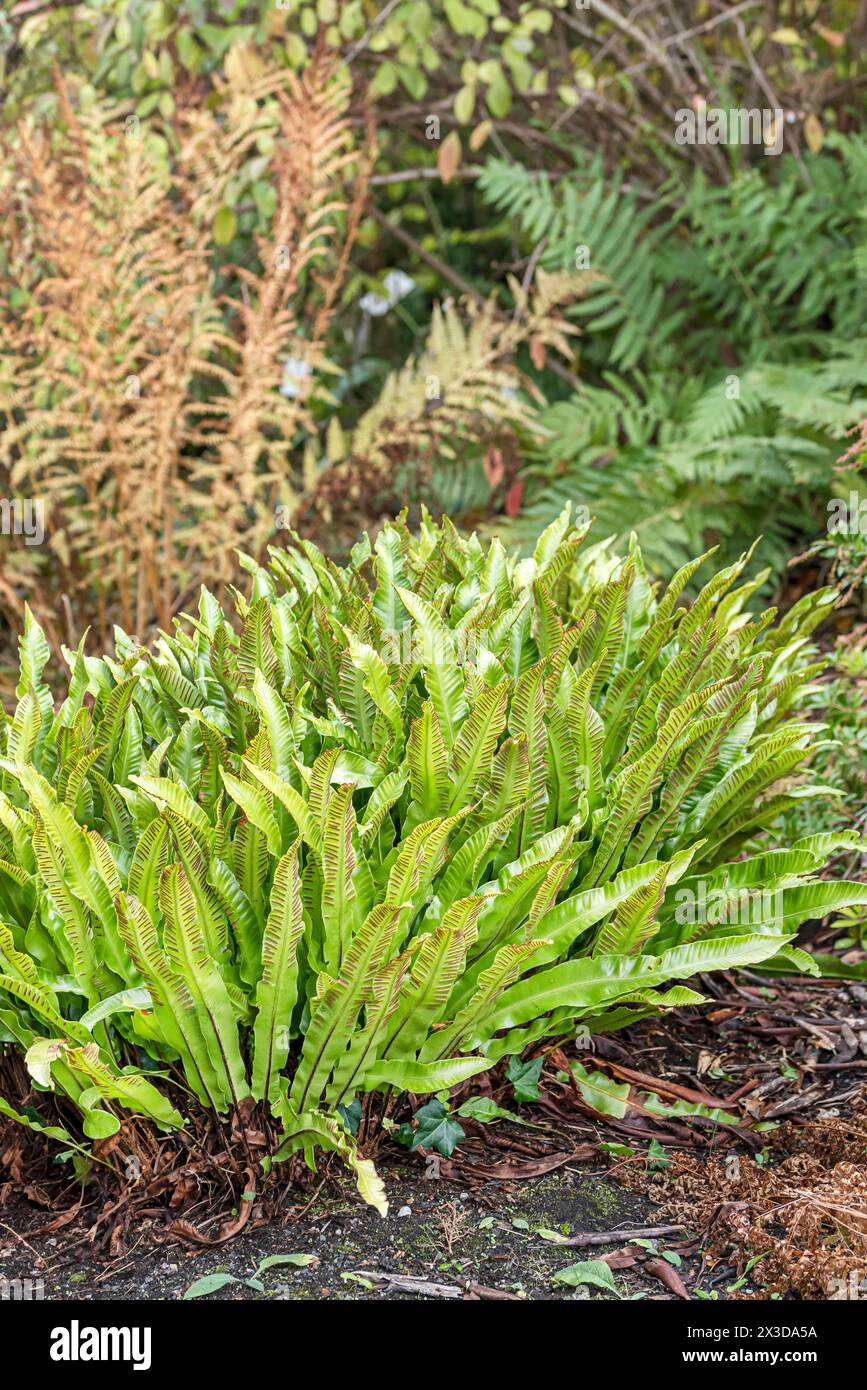 hart's tongue, European harts-tongue fern (Asplenium scolopendrium, Phyllitis scolopendrium), in a garden, Germany Stock Photo
