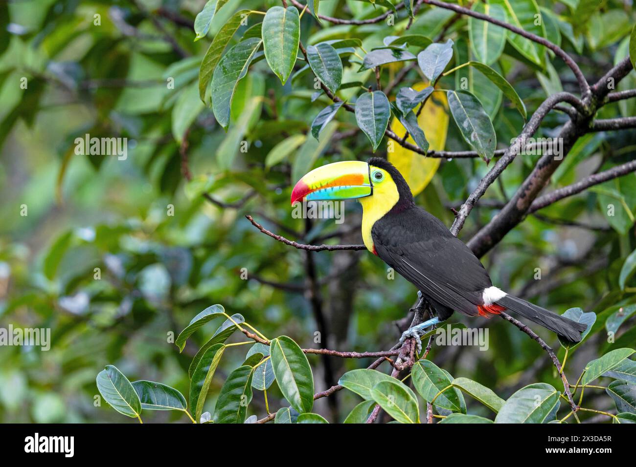 Keel-billed toucan, Sulfur-breasted toucan, Keel toucan, Rainbow-billed toucan (Ramphastos sulfuratus), sits on a branch in the rainforest, Costa Rica Stock Photo