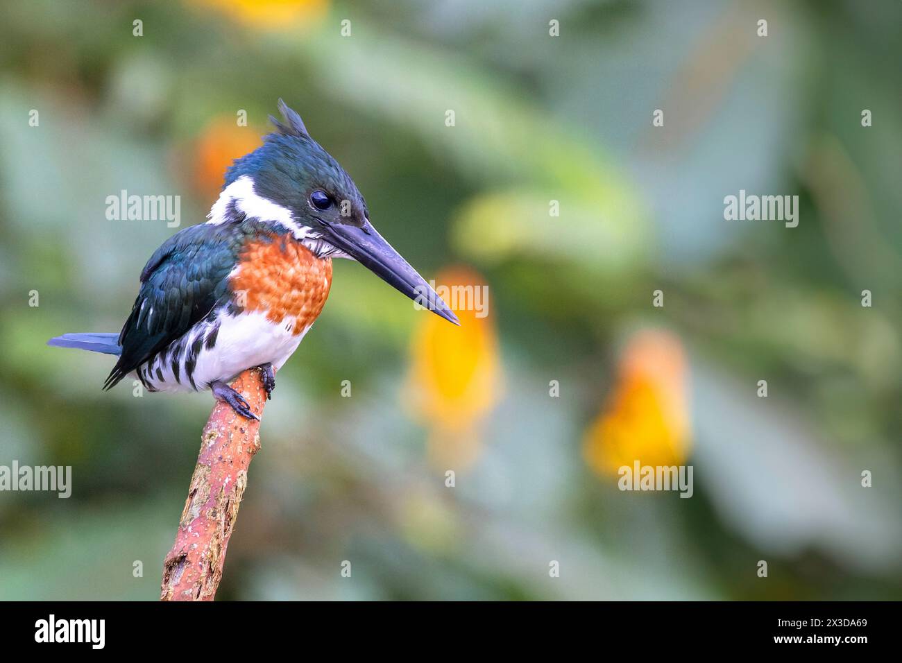 green kingfisher (Chloroceryle americana), male sitting on a pole in the river, Costa Rica, Cano Negro Stock Photo