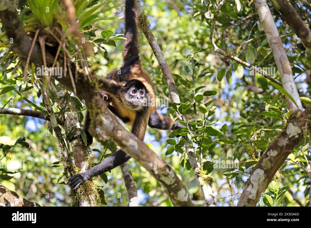 Geoffroy's spider monkey, Black-handed spider monkey, Central American spider monkey (Ateles geoffroyi), climbs in the rainforest, Costa Rica, Cano Ne Stock Photo