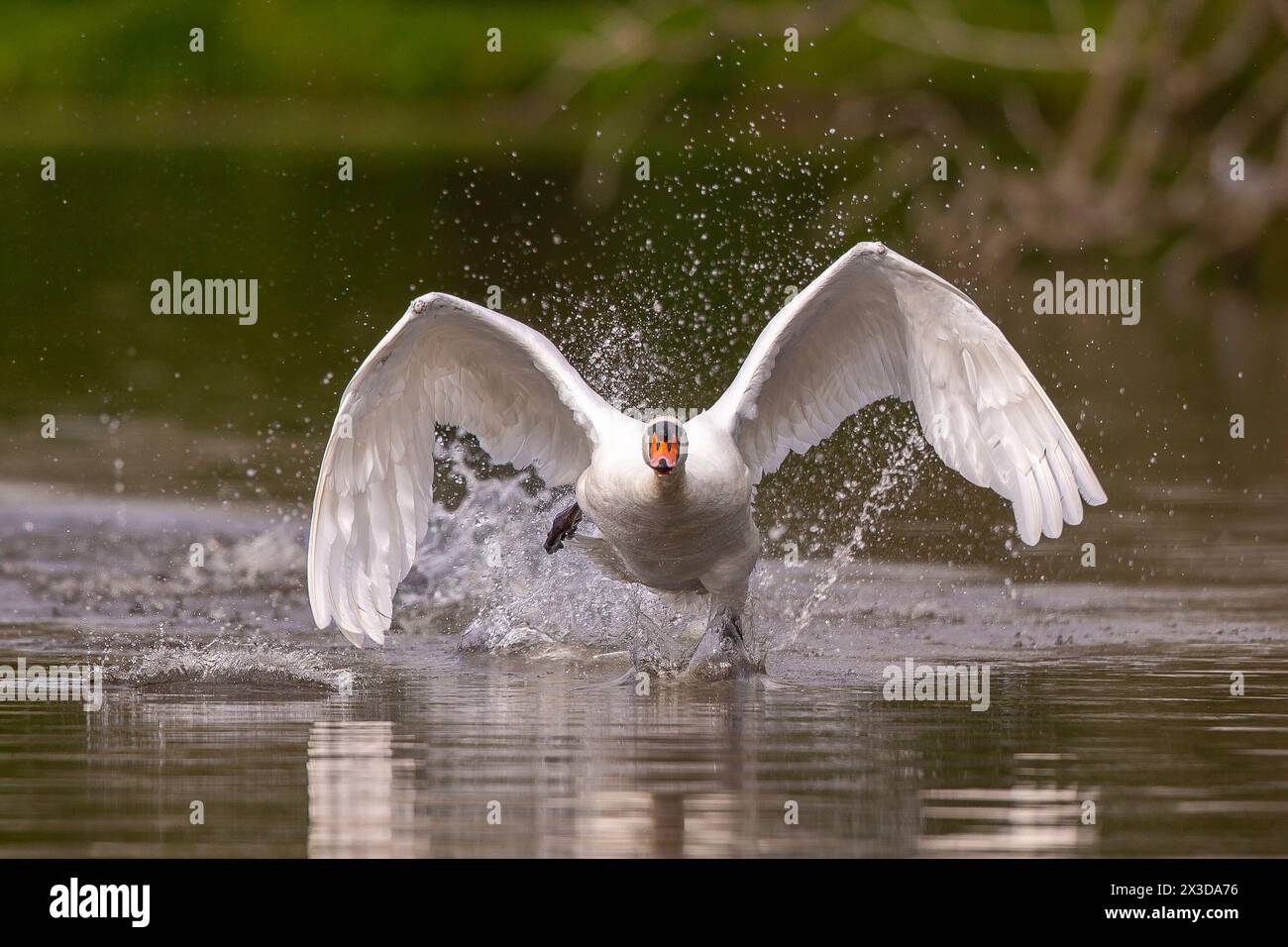 Kidderminster, UK. 26th April, 2024. UK weather: The local wildlife enjoys some early morning sunshine in the Midlands. A wild swan crashes onto a pool to enjoy the warm glow of early morning light before thick cloud threatens the Midlands for the balance of the day. Credit: Lee Hudson/Alamy Live News Stock Photo