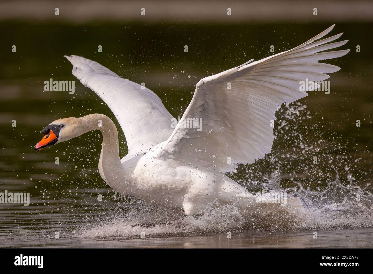 Kidderminster, UK. 26th April, 2024. UK weather: The local wildlife enjoys some early morning sunshine in the Midlands. A wild swan crashes onto a pool to enjoy the warm glow of early morning light before thick cloud threatens the Midlands for the balance of the day. Credit: Lee Hudson/Alamy Live News Stock Photo