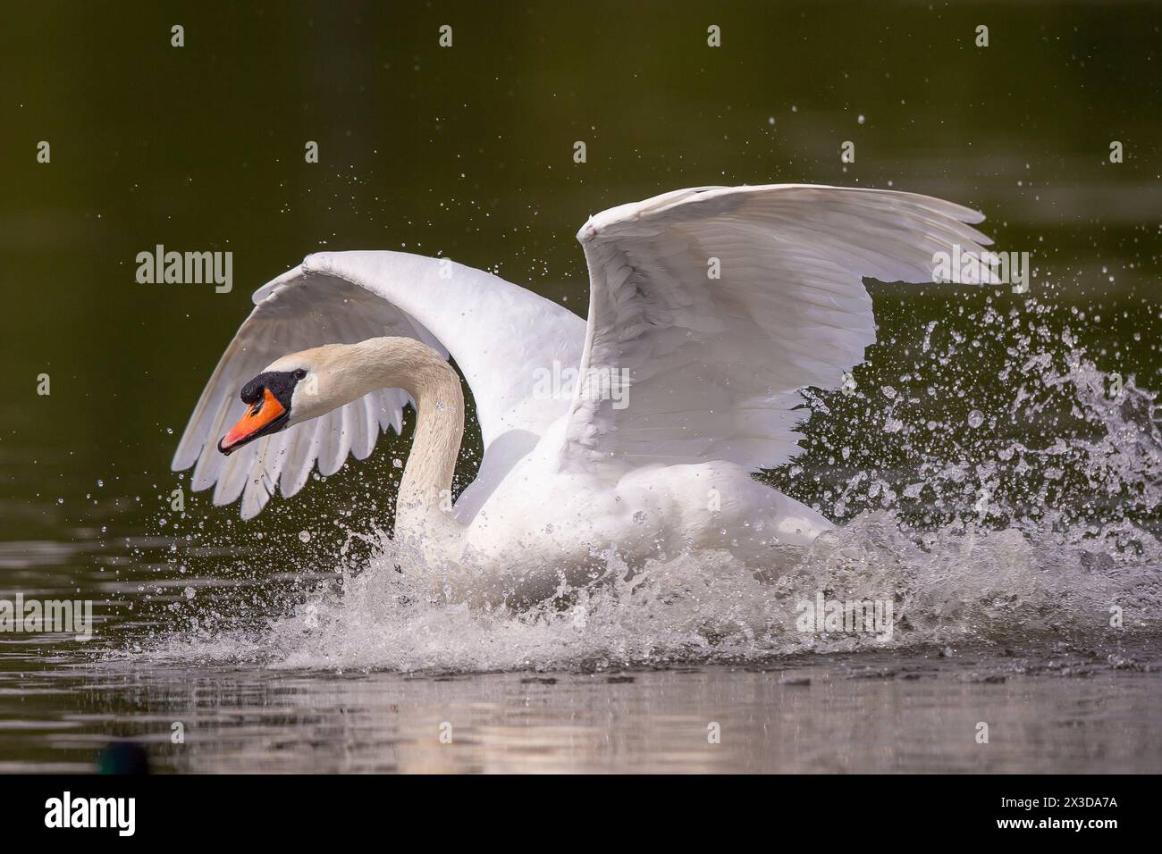 Kidderminster, UK. 26th April, 2024. UK weather: The local wildlife enjoys some early morning sunshine in the Midlands. A wild swan crashes onto a pool to enjoy the warm glow of early morning light before thick cloud threatens the Midlands for the balance of the day. Credit: Lee Hudson/Alamy Live News Stock Photo