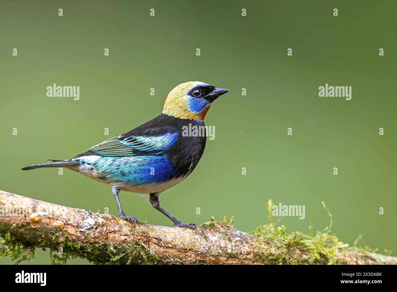 goldencrowned tanager (Iridosornis rufivertex), sitting on a branch