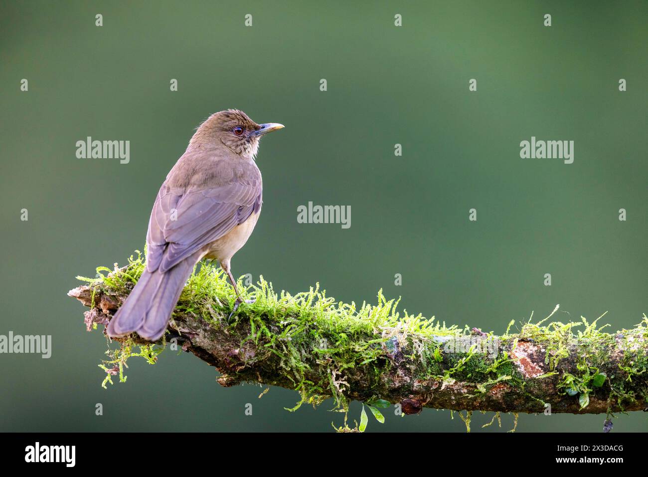 Clay-coloured thrush, Clay-colored robin (Turdus grayi), sits on a branch, Costa Rica, Boca Tapada Stock Photo