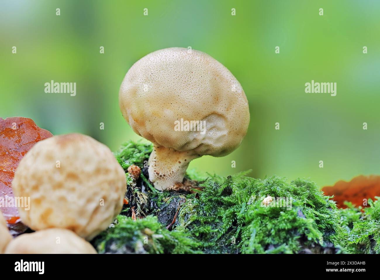 Stump puffball (Lycoperdon pyriforme, Morganella pyriformis), fruiting bodies on mossy ground, Germany, North Rhine-Westphalia Stock Photo