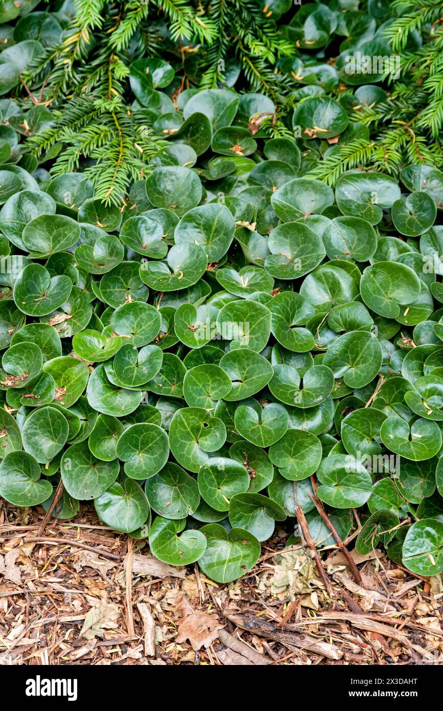 Asarabacca, European Wild Ginger, Wild Ginger, hazelwort, Wild Spikenard (Asarum europaeum), leaves, Germany, Bundesrepublik Deutschland Stock Photo