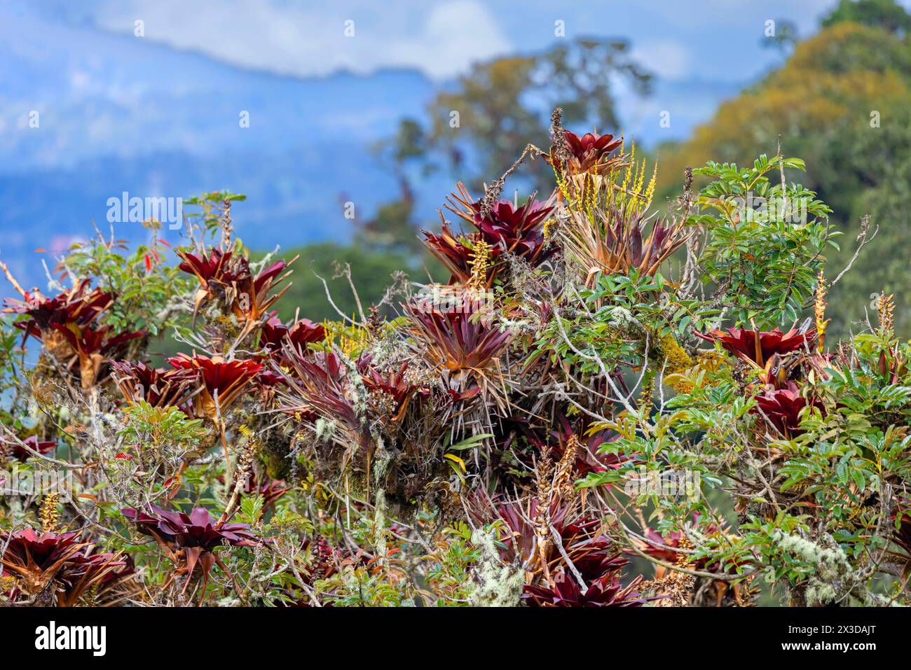 Bromeliads in the treetop in the mountain rainforest, Costa Rica, Los Quetzales National Park Stock Photo