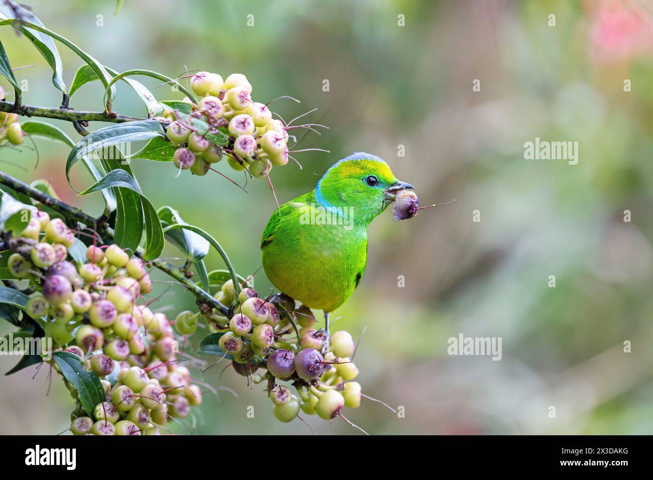 golden-browed chlorophonia (Chlorophonia callophrys), female sits in a bush and eats berries, Costa Rica, Los Quetzales National Park Stock Photo