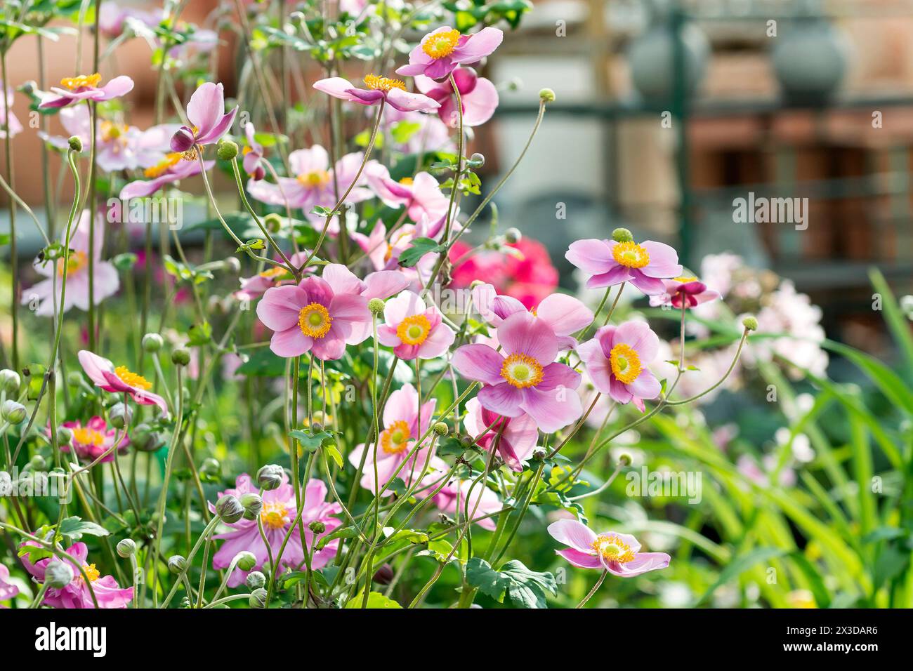 Japanese anemone, Japanese windflower, Chinese anemone (Anemone hupehensis 'Splendens', Splendenshupehensis Splendens, Anemone hupehensis var. hupehen Stock Photo