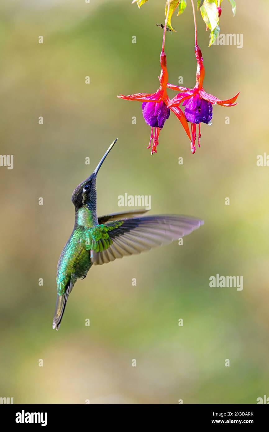 Talamanca hummingbird, Admirable hummingbird (Eugenes spectabilis, Heliomaster spectabilis), male approaching the flowers of a scarlet fuchsia, Costa Stock Photo