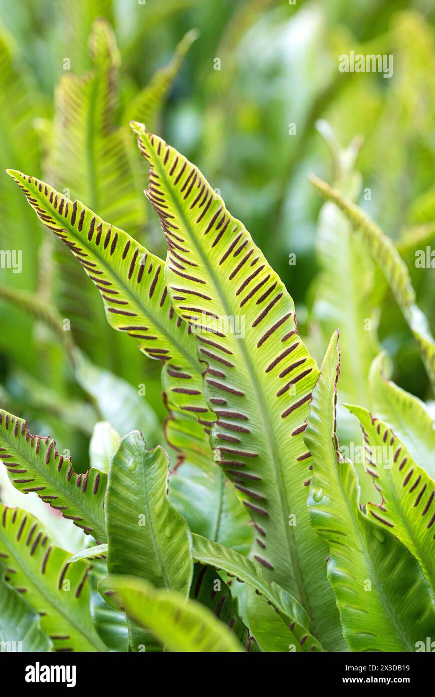hart's tongue, European harts-tongue fern (Asplenium scolopendrium, Phyllitis scolopendrium), fronds with sporangia, Germany Stock Photo