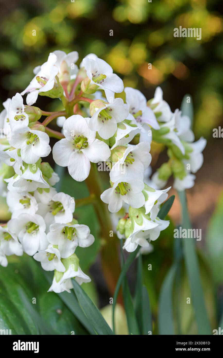 Bergenia (Bergenia 'Silberlicht',Bergenia Silberlicht), flowers of cultiavr Silberlicht, Europe, Bundesrepublik Deutschland Stock Photo