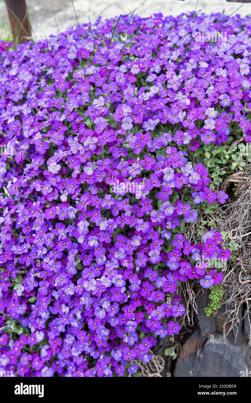 purple rock cress (Aubrieta 'Blue Emperor', Aubrieta Blue Emperor), blooming, cultivar Blue Emperor Stock Photo
