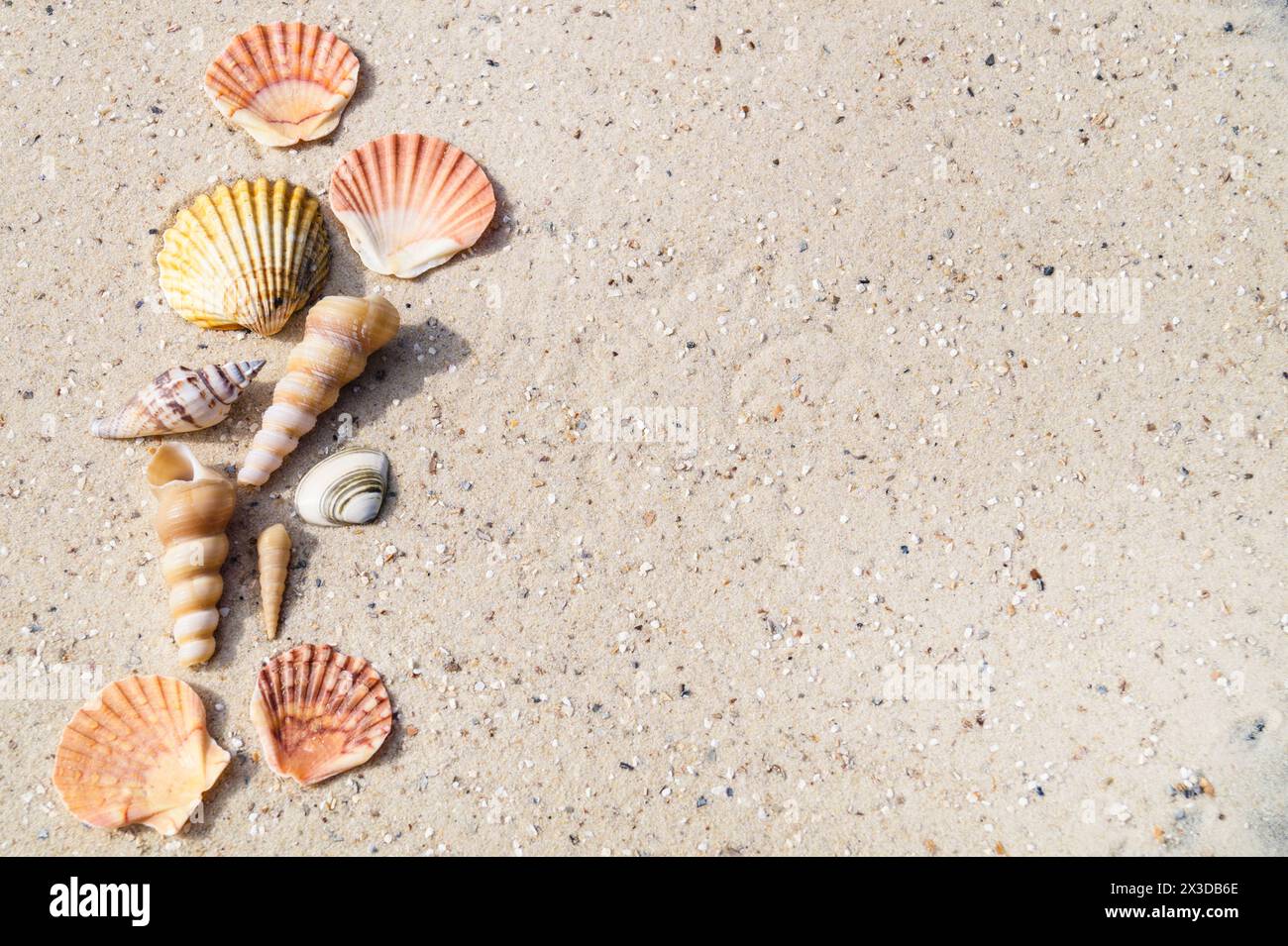 shells and snail shells on the beach Stock Photo - Alamy