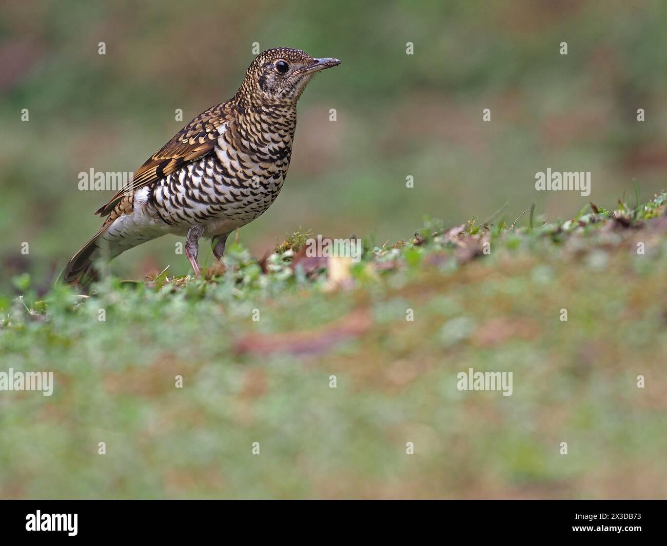 scaly thrush (Zoothera dauma), adult perched on the floor, Thailand Stock Photo