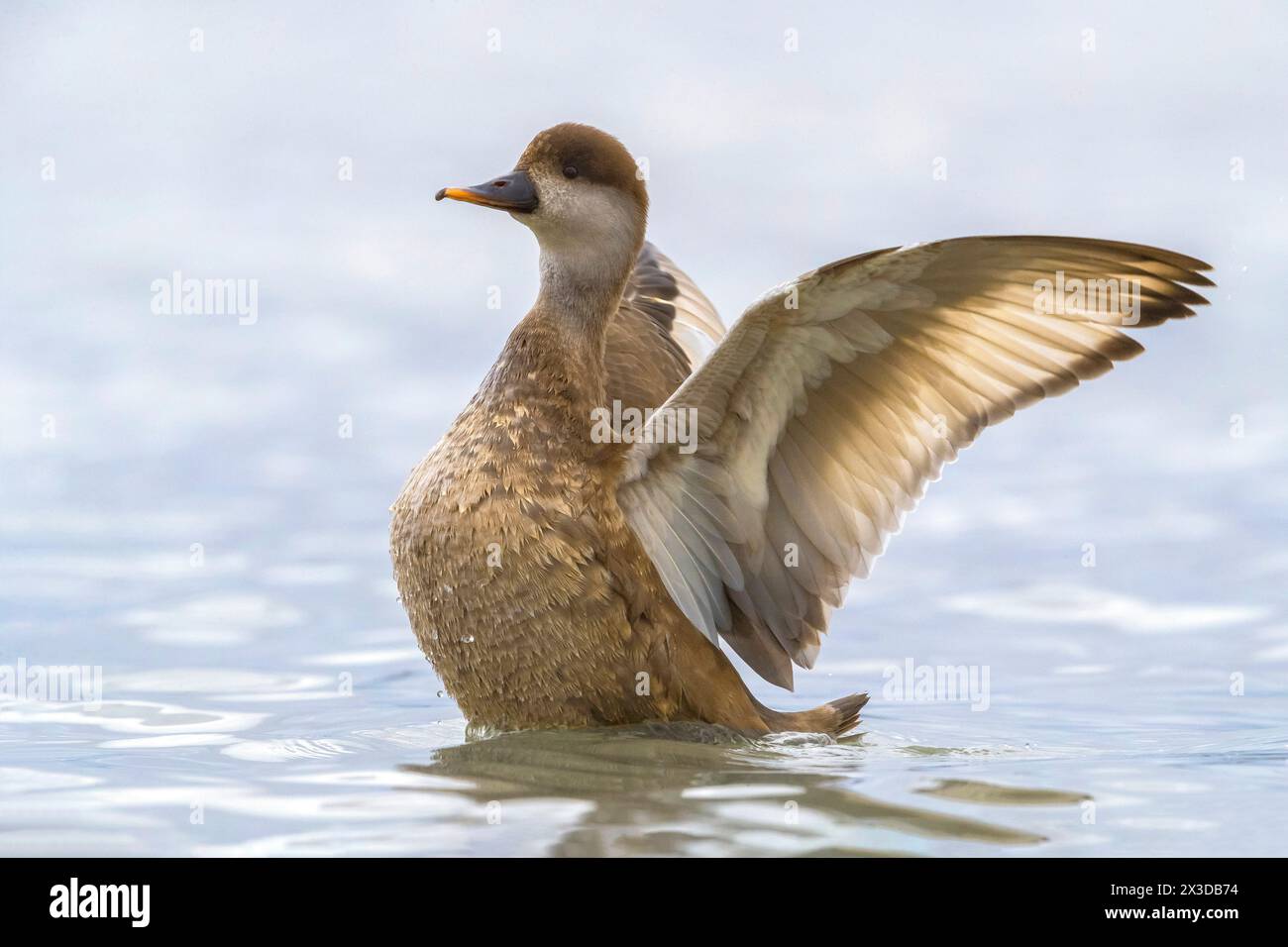 red-crested pochard (Netta rufina), female swimming and stretching the wings, side view, Italy, Tuscany, Piana fiorentina Stock Photo