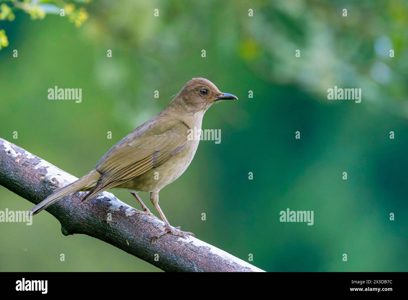 mountain robin (Turdus plebejus), sitting on a branch, Costa Rica, San Gerardo de Dota Stock Photo