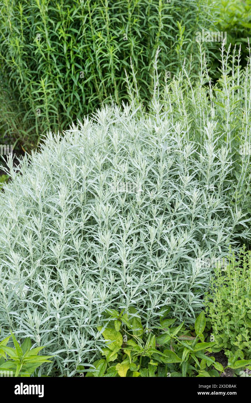 Louisiana sagewort, western mugwort, white sage (Artemisia ludoviciana 'Silver Queen', Artemisia ludoviciana Silver Queen), cultivar Silver Queen Stock Photo