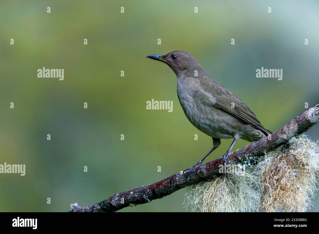 mountain robin (Turdus plebejus), sitting on a branch, Costa Rica, San Gerardo de Dota Stock Photo