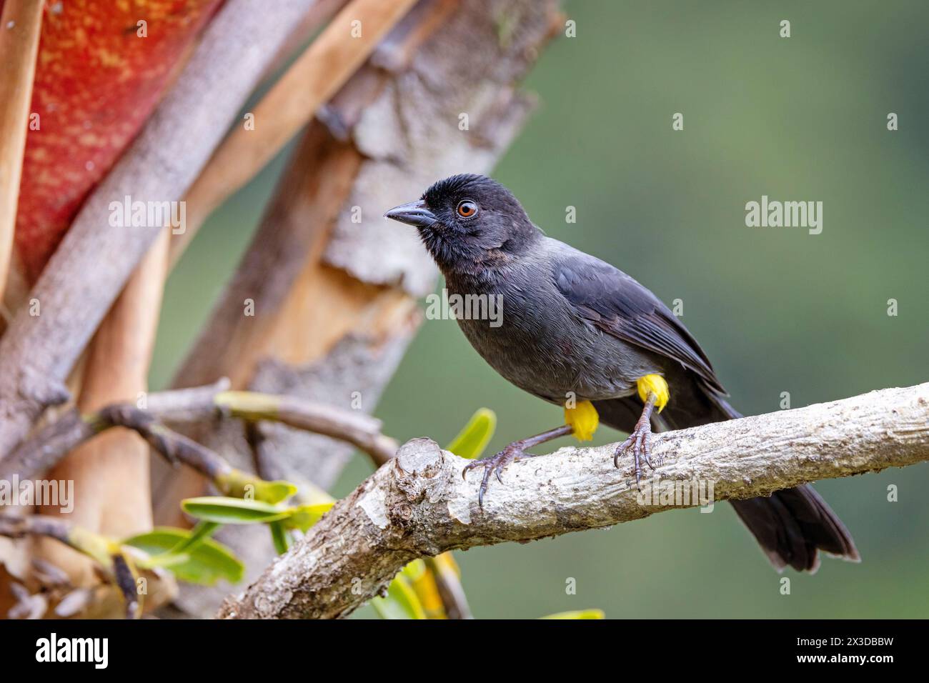 Yellow-thighed sparrow, Yellow-thighed brushfinch (Atlapetes tibialis, Pselliophorus tibialis), sits on a branch in the mountain rainforest, Costa Ric Stock Photo