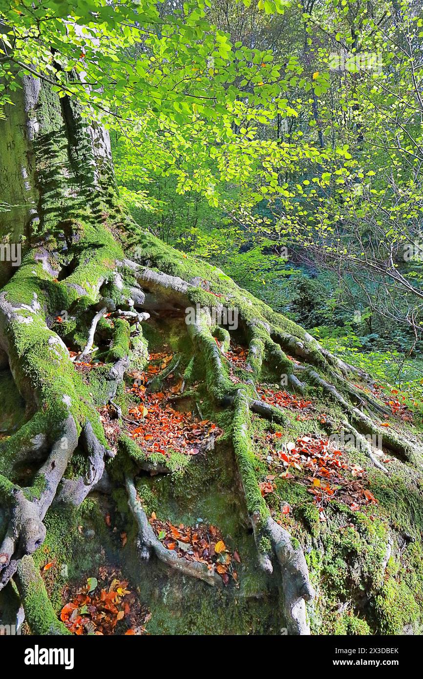 common beech (Fagus sylvatica), exposed mossy roots of an old beech tree, Germany, North Rhine-Westphalia Stock Photo