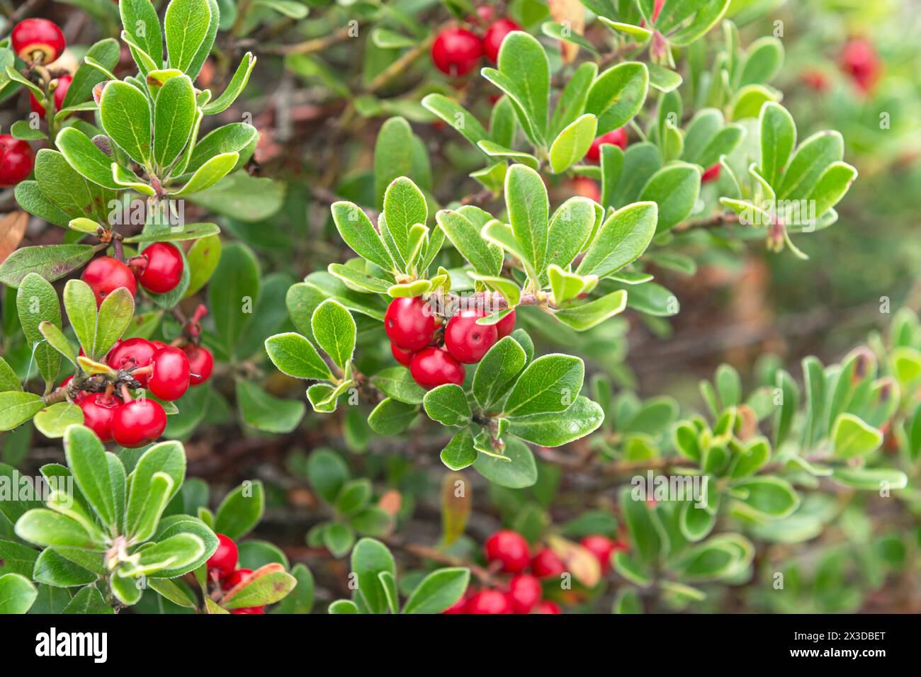 bearberry (Arctostaphylos uva-ursi), fruiting Stock Photo