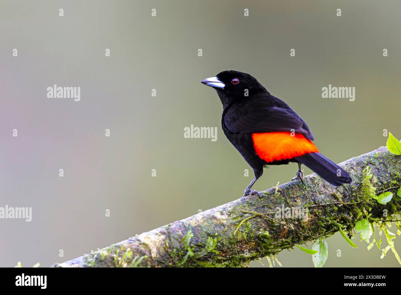 Scarlet-rumped tanager, Passerini's Tanager (Ramphocelus passerinii), male msitting on a branch in the rainforest, Costa Rica, Boca Tapada Stock Photo