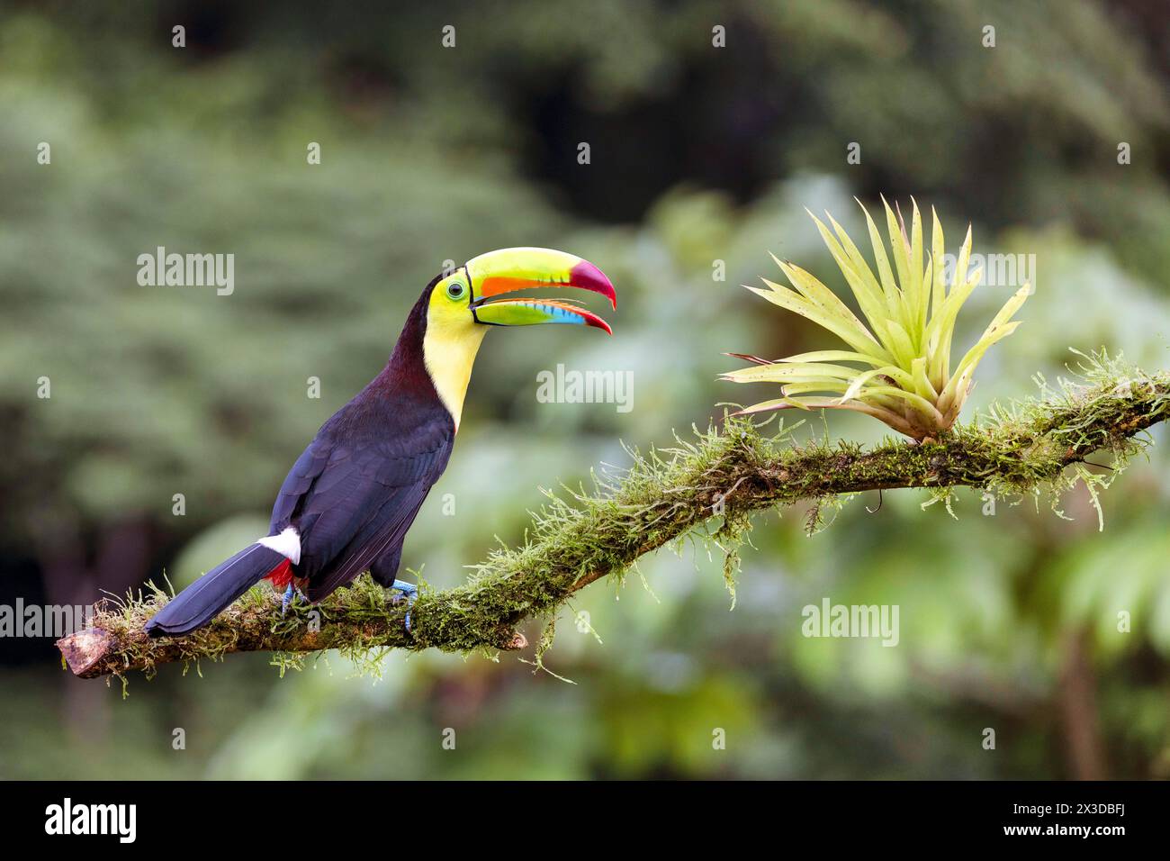 Keel-billed toucan, Sulfur-breasted toucan, Keel toucan, Rainbow-billed toucan (Ramphastos sulfuratus), sits on a branch in the rainforest with its be Stock Photo