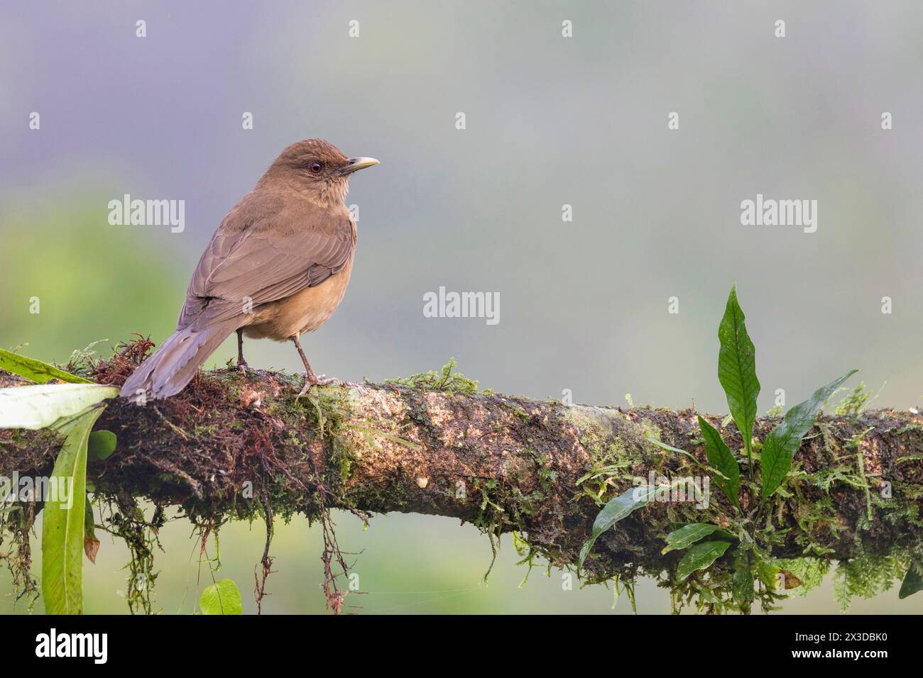 Clay-coloured thrush, Clay-colored robin (Turdus grayi), sits on a branch by the rainforest, Costa Rica, Boca Tapada Stock Photo
