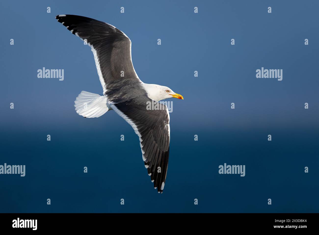 lesser black-backed gull (Larus fuscus intermedius, Larus intermedius), in flight, Italy, Tuscany, Porto di Viareggio e mare antistante Stock Photo