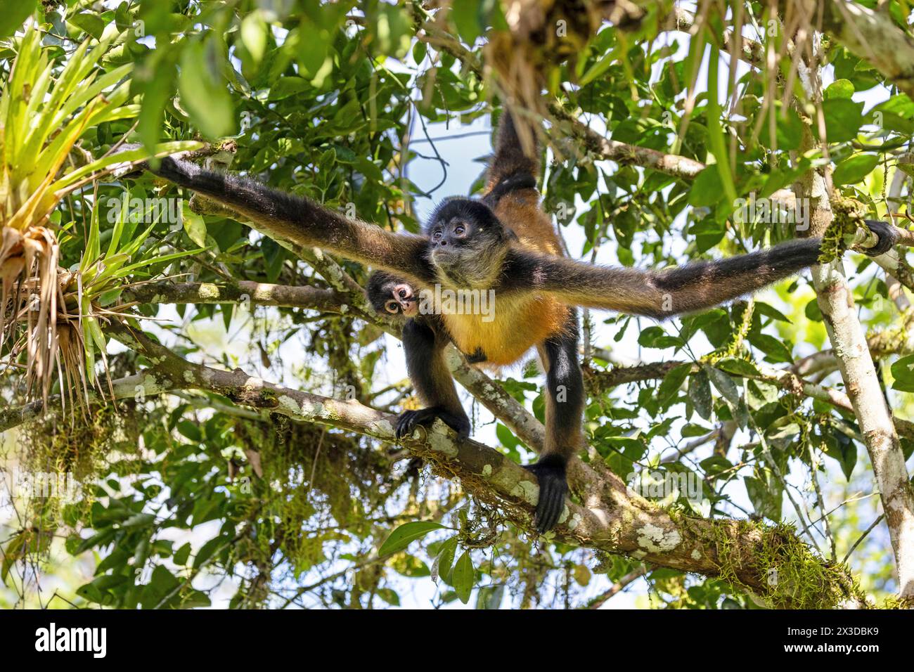 Geoffroy's spider monkey, Black-handed spider monkey, Central American spider monkey (Ateles geoffroyi), climbs in the rainforest with pup, Costa Rica Stock Photo