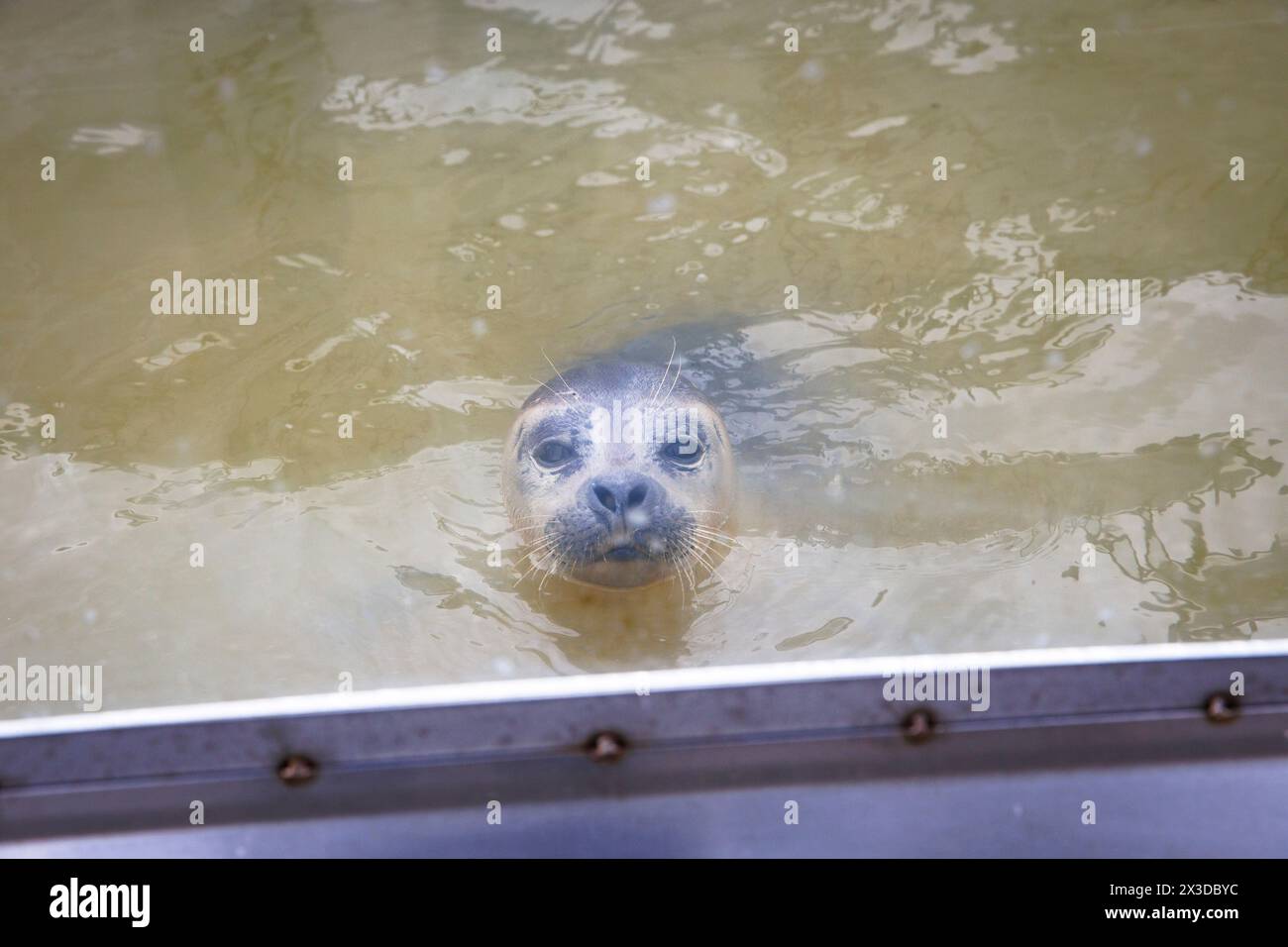 seal sanctuary A Seal in Stellendam on the Goeree-Overflakkee peninsula, South Holland, Netherlands. Here, mainly young seal pups, that have lost thei Stock Photo