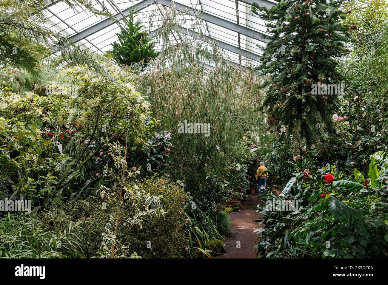 a greenhouse in the Flora, Botanical Garden, Cologne, Germany