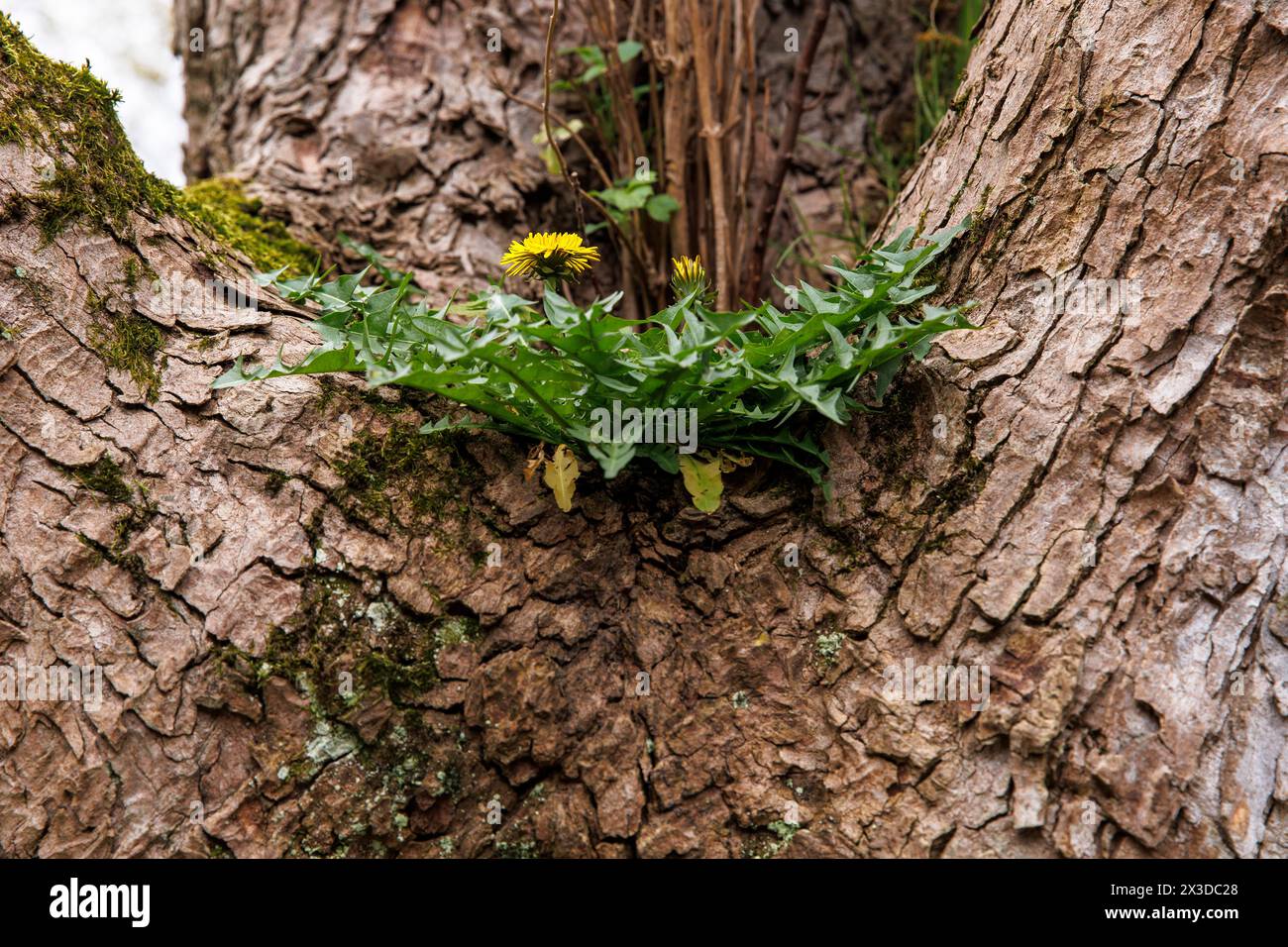 dandelion (lat. Taraxacum) growing on a forked branch of a tree, Germany. Loewenzahn (lat. Taraxacum) waechst in der Astgabel eines Baums, Deutschland Stock Photo