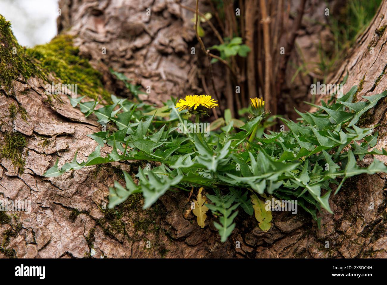 dandelion (lat. Taraxacum) growing on a forked branch of a tree, Germany. Loewenzahn (lat. Taraxacum) waechst in der Astgabel eines Baums, Deutschland Stock Photo