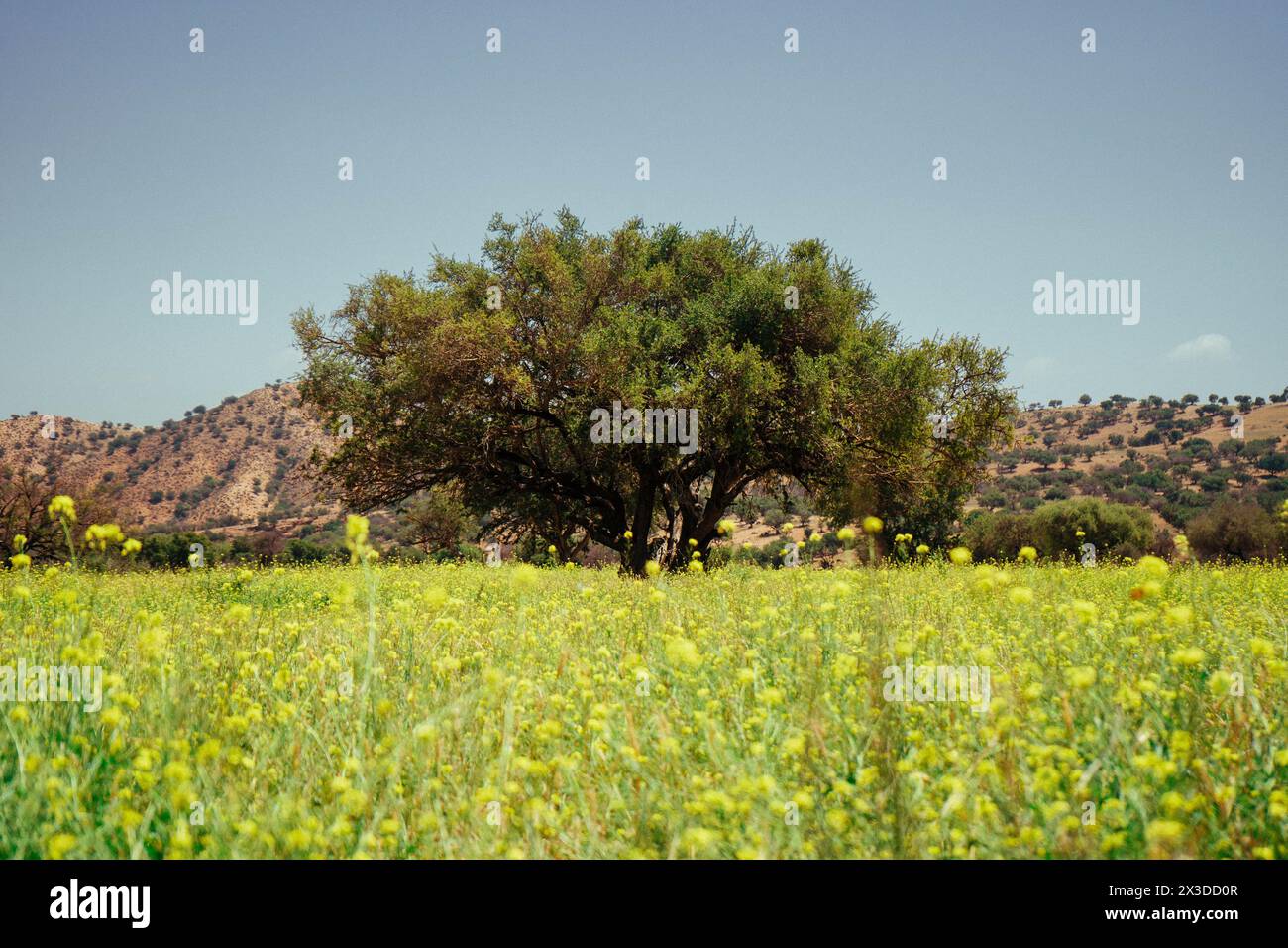 Moroccan field hi-res stock photography and images - Alamy