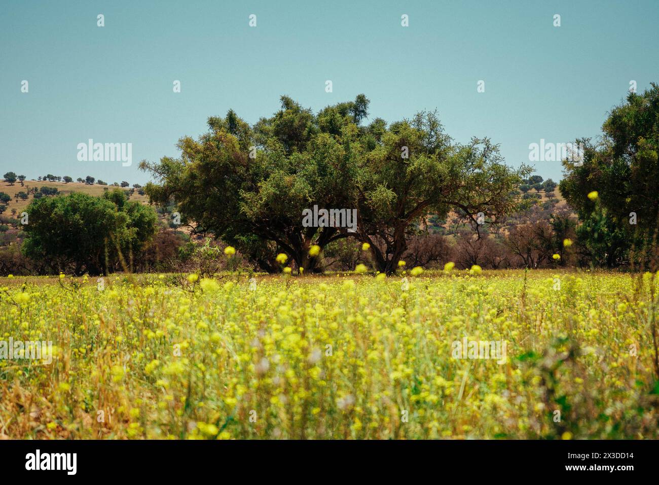 Moroccan regions hi-res stock photography and images - Alamy