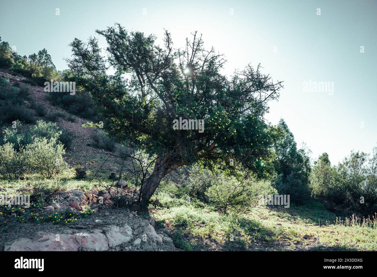 Trees of semi arid regions hi-res stock photography and images - Alamy