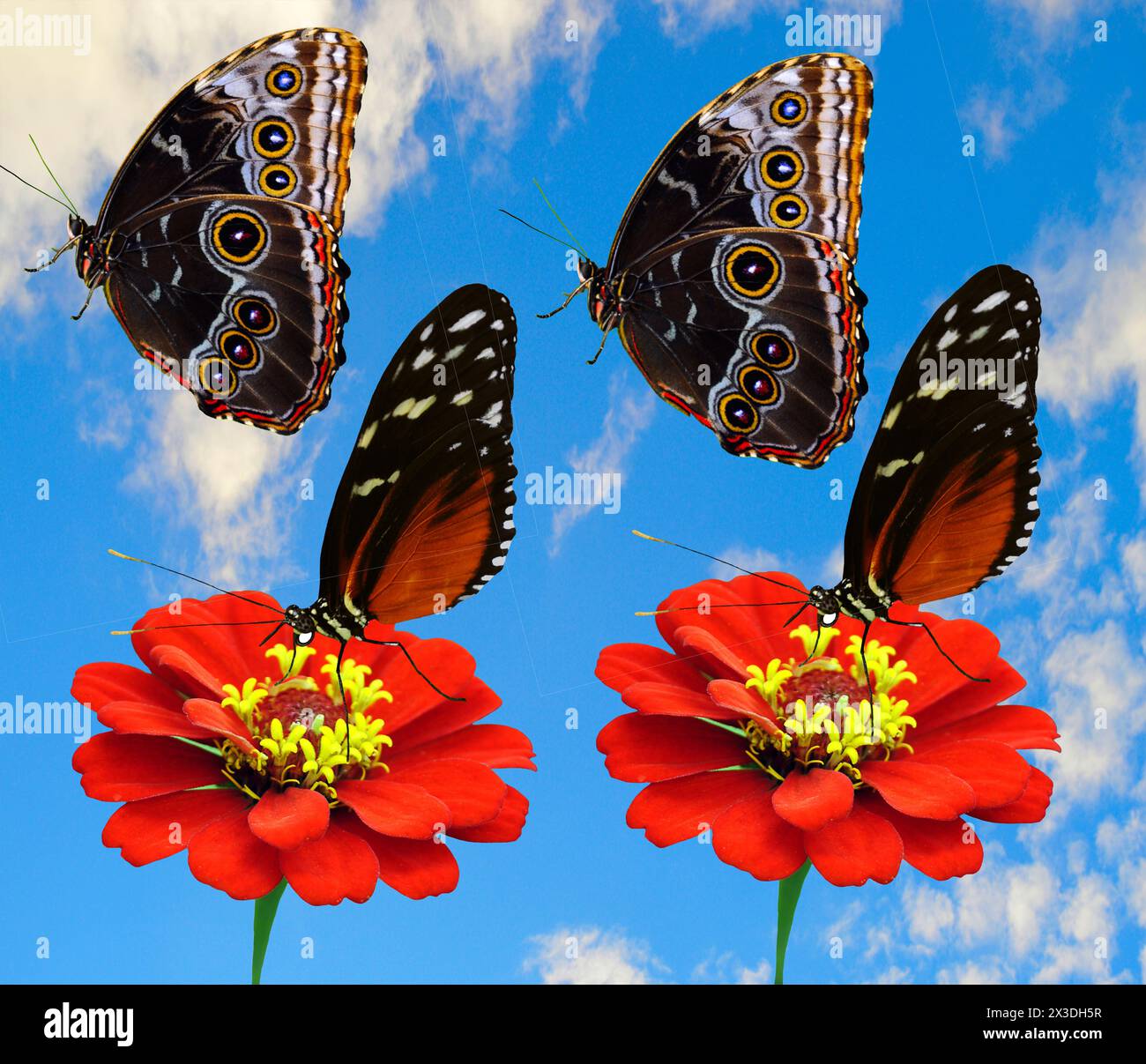 2 Butterflies Heliconius hecate Latin name Heliconius hecate) and 2 Blue morpho butterfly Latin name  Morpho peleides Stock Photo