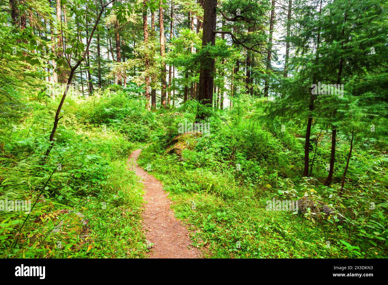 Deodar trees in Manali Nature Park, public park near Manali village in Himachal Pradesh in north India Stock Photo