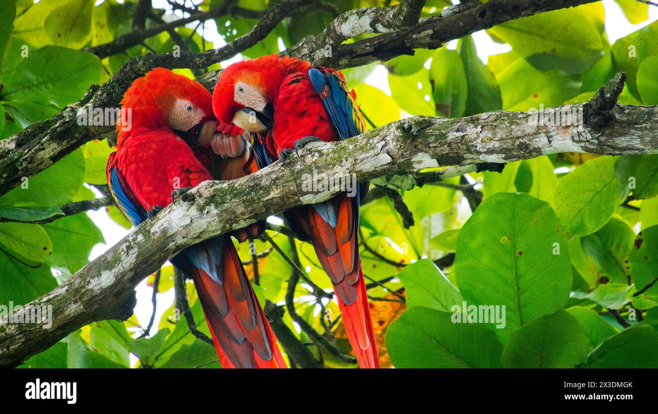 Scarlet Macaw, Lapa Roja, Ara macao, Corcovado National Park, Osa Conservation Area, Osa Peninsula, Costa Rica, America Stock Photo